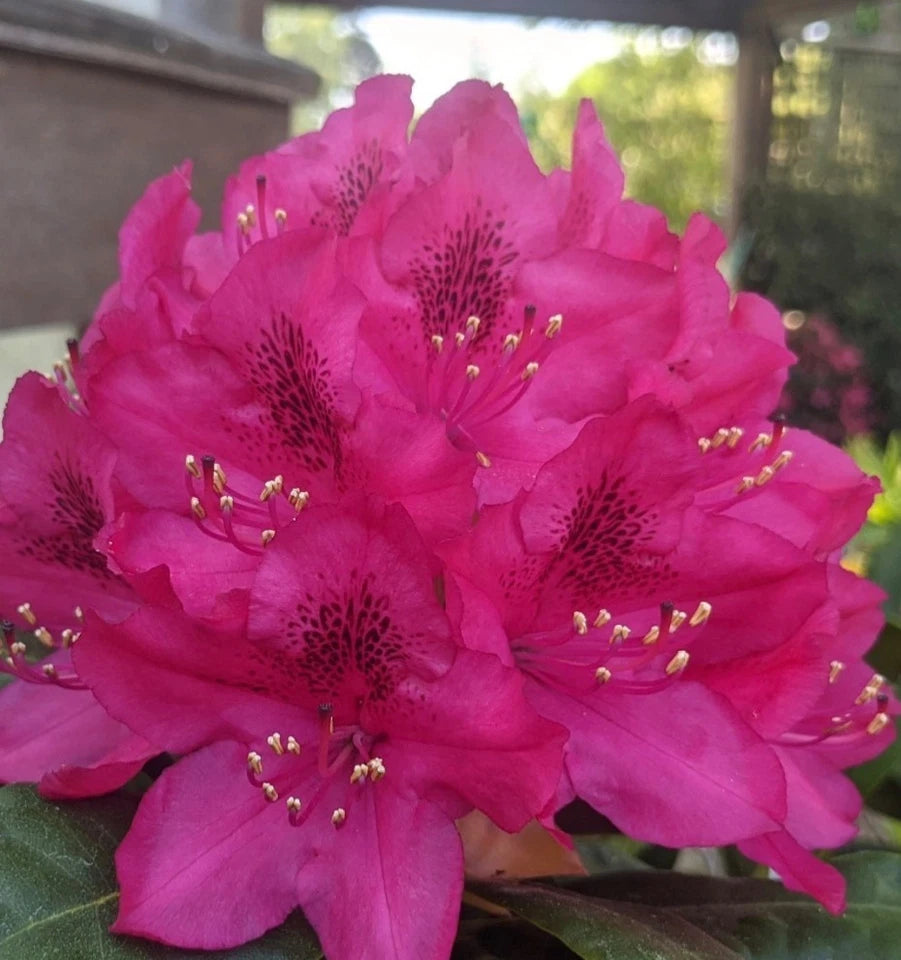 Rhododendron nova zembla 1.5 ltr Pot