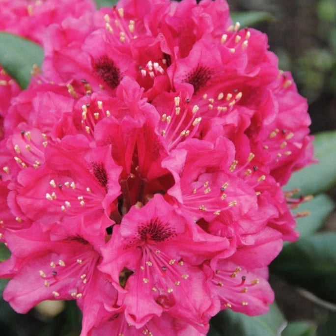 Rhododendron nova zembla 1.5 ltr Pot