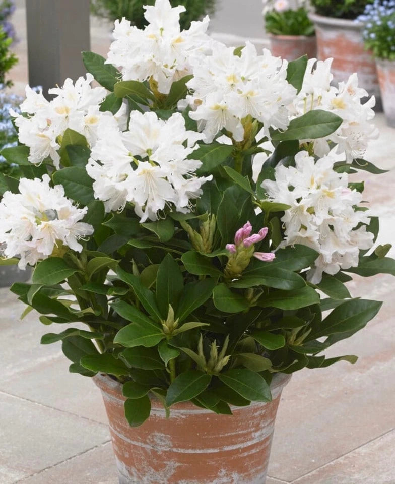 Rhododendron Cunningham White 1.5 ltr Pot