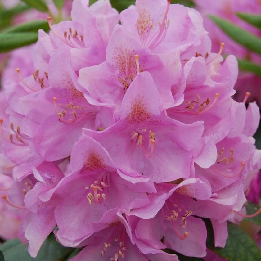 Rhododendron Roseum Elegance 1.5 ltr Pot