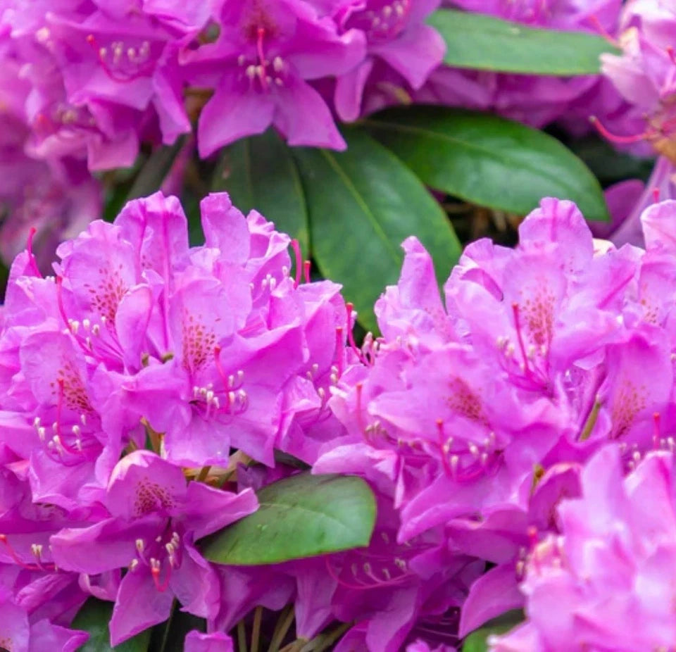 Rhododendron Roseum Elegance 1.5 ltr Pot