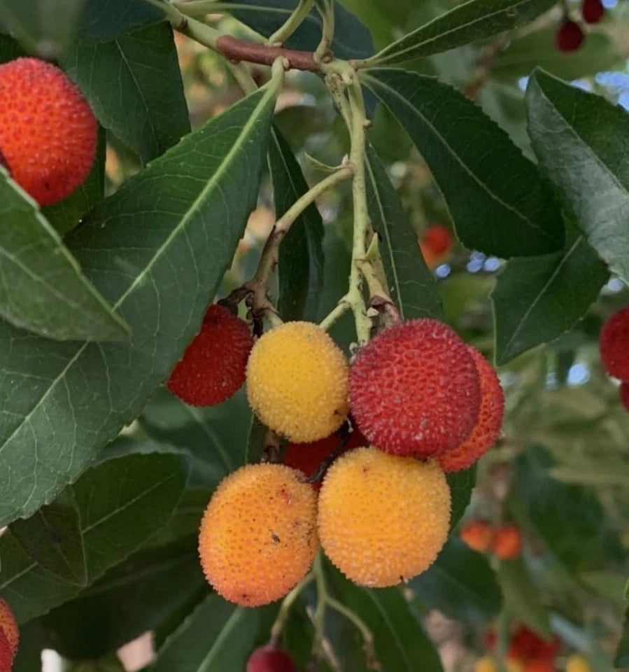 Arbutus unedo Compacta Plant in 1 ltr Pot Strawberry Tree Garden Shrub