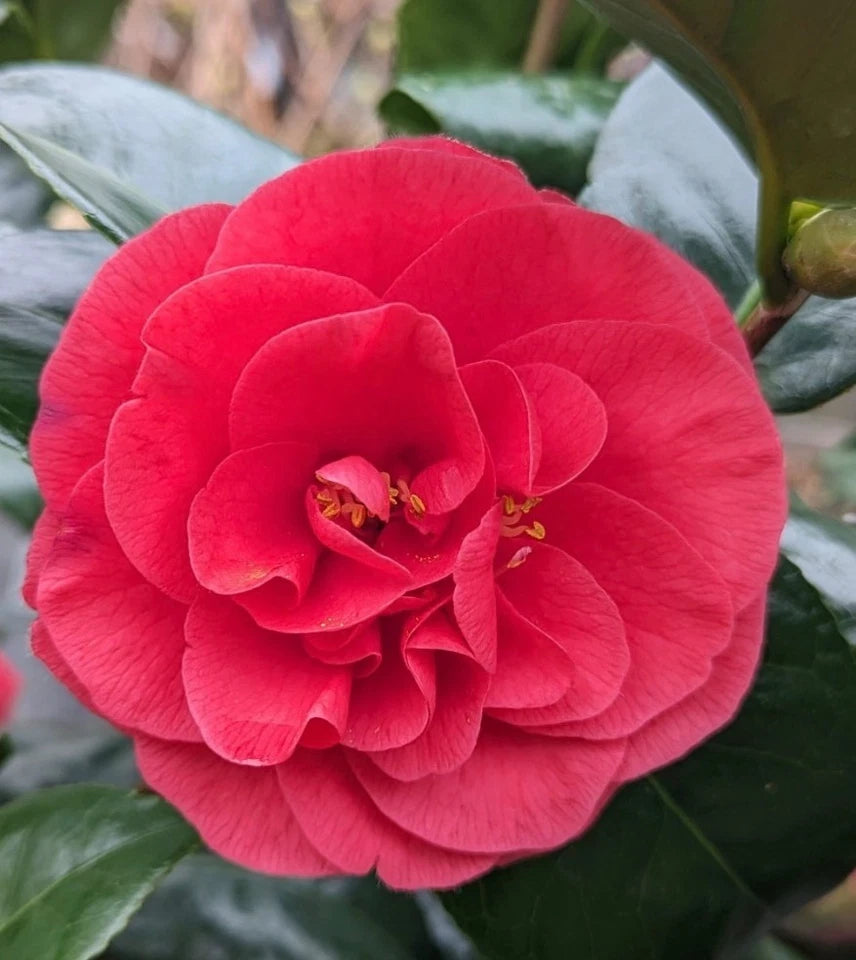 Camellia japonica Lady Campbell Plants in 1 ltr Pot Spring Flowering Shrubs