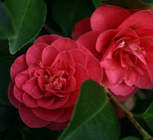 Camellia japonica Lady Campbell Plants in 1 ltr Pot Spring Flowering Shrubs