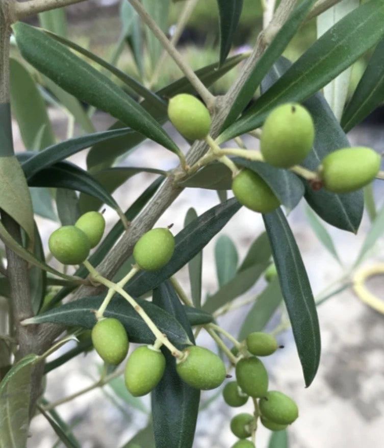 Olive Tree in 1 ltr Pot - Olea e. 'Picual