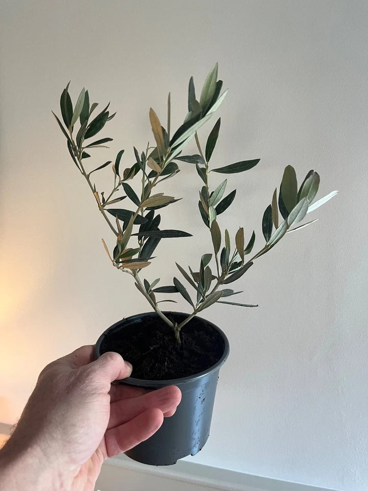Olive Tree in 1 ltr Pot - Olea e. 'Picual