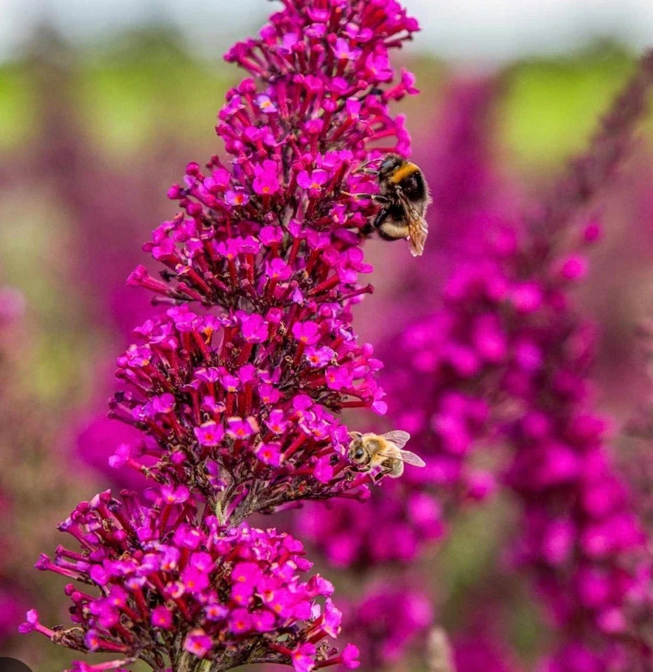 Buddleja dav. 'Octopus Compact Bush Flowering Shrub Plant in 1 ltr Pot