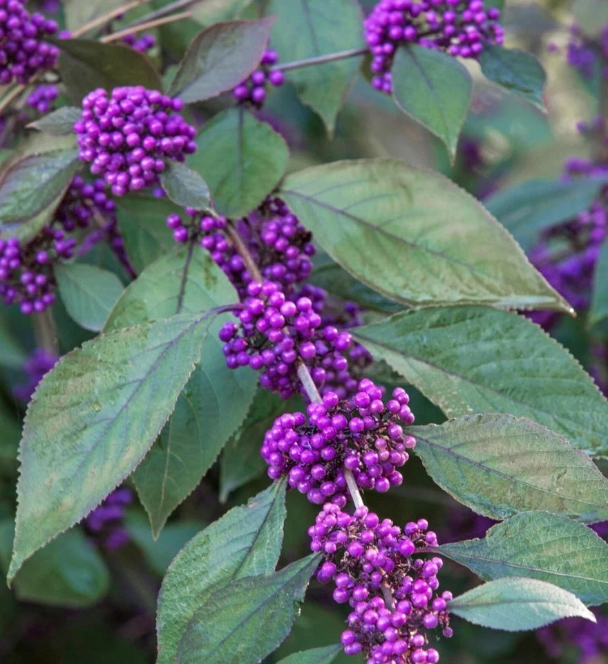 Callicarpa Bodinieri Giraldii Profusion i in 1 ltr Pot, Purple Berries