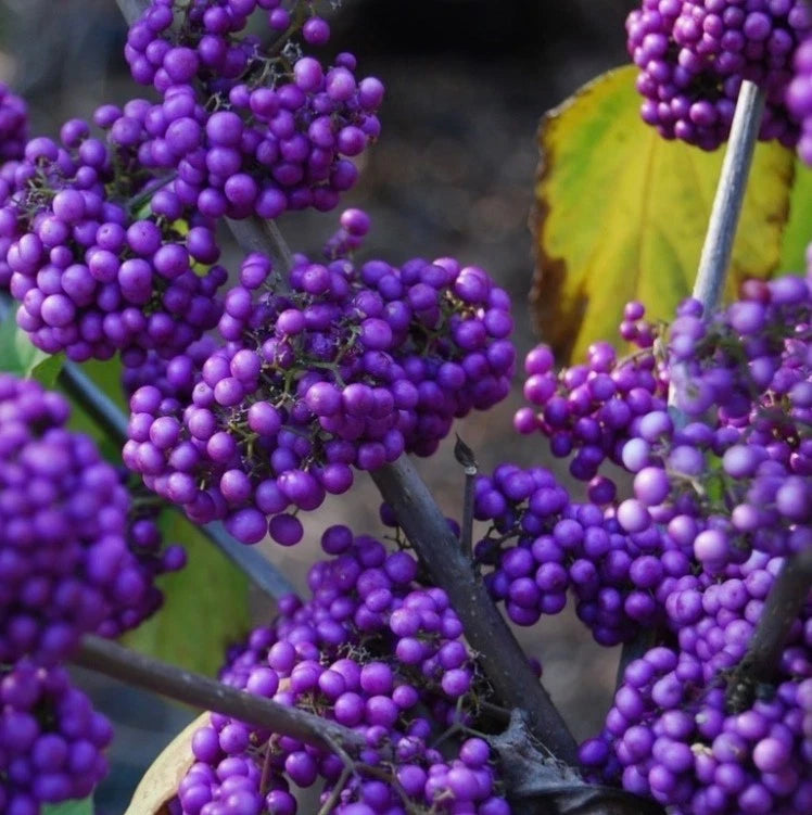 Callicarpa Bodinieri Giraldii Profusion i in 1 ltr Pot, Purple Berries