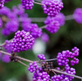 Callicarpa Bodinieri Giraldii Profusion i in 1 ltr Pot, Purple Berries