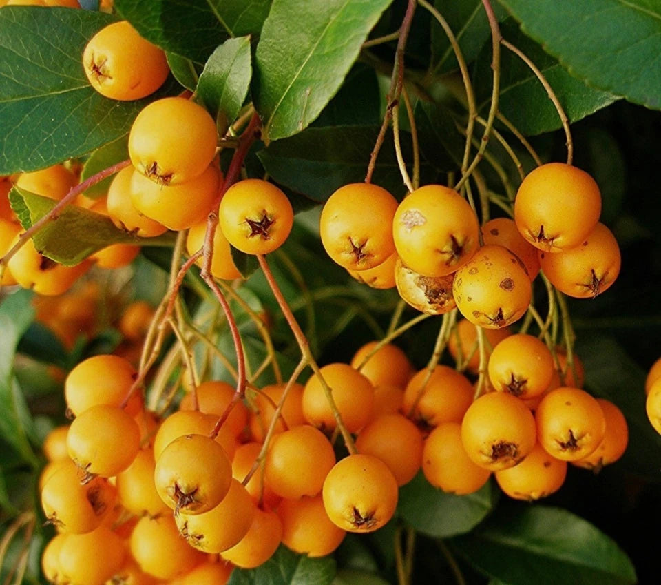 Pyracantha Golden Charmer 1 ltr pot Shrub Hardy Outdoor