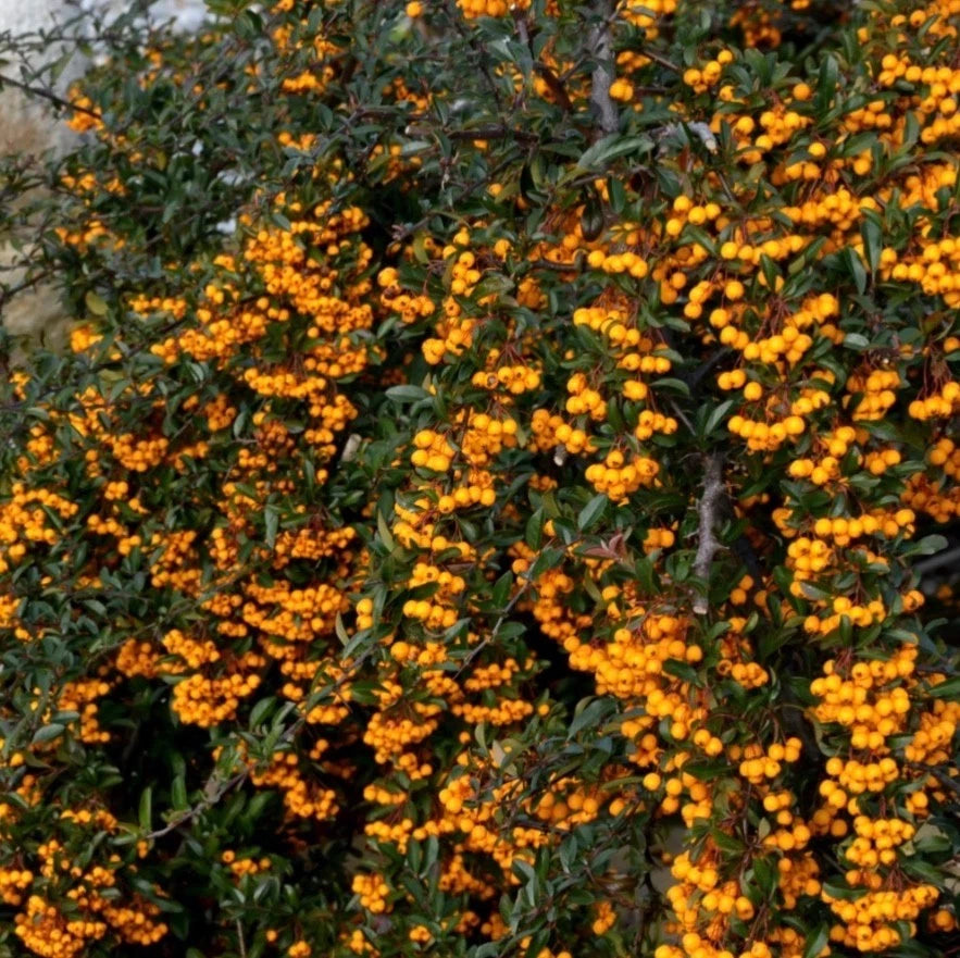 Pyracantha Golden Charmer 1 ltr pot Shrub Hardy Outdoor