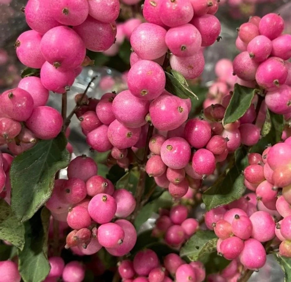 Symphoricarpos Magical Candy Plant in 1 ltr Pot - Compact Snowberry Garden Shrub