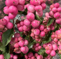 Symphoricarpos Magical Candy Plant in 1 ltr Pot - Compact Snowberry Garden Shrub