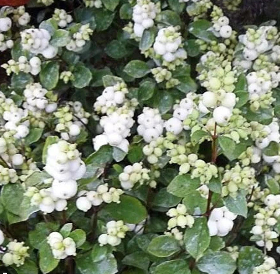 Symphoricarpos Magical Galaxy Plant in 1 ltrPot - Compact Snowberry Garden Shrub