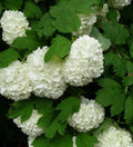 Viburnum opulus 'Roseum' / Snowball, in 1 ltr Pot, Stunning White Flowers