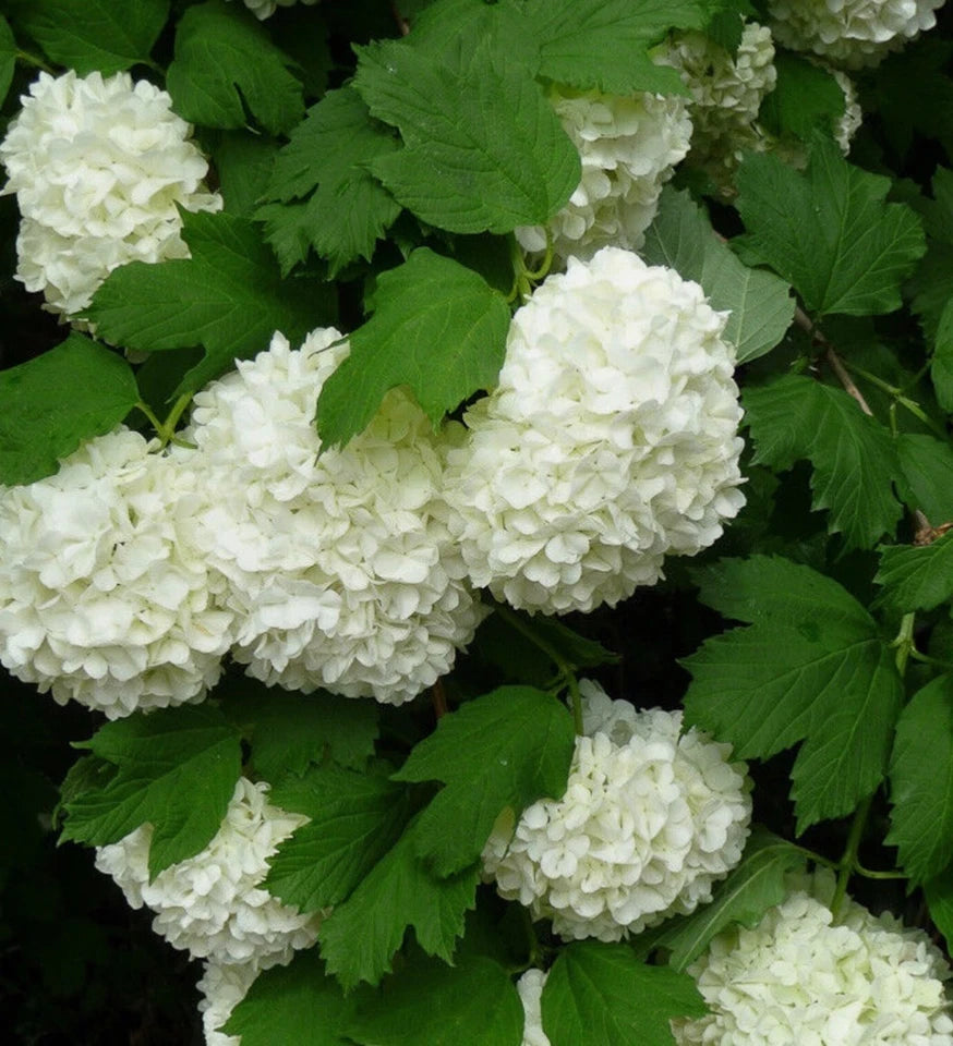 Viburnum opulus 'Roseum' / Snowball, in 1 ltr Pot, Stunning White Flowers
