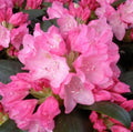 Rhododendron , Yak Kalinka, 1.5 LTR POT