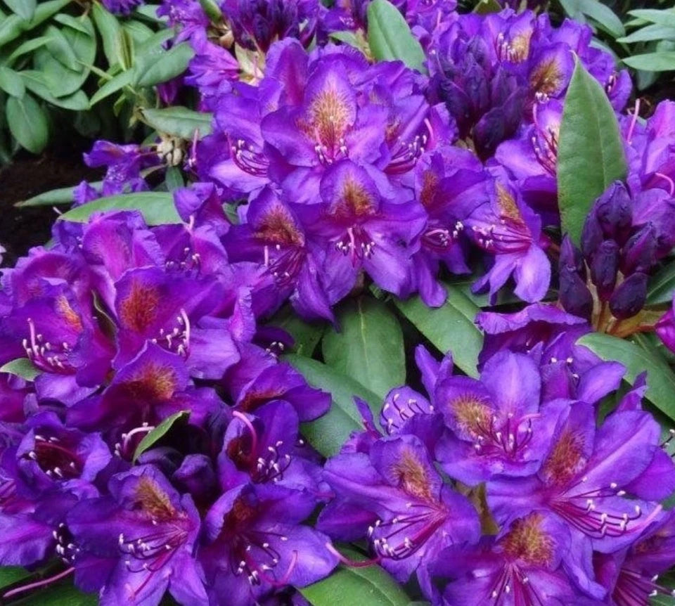 Rhododendron ,Marcel Menard , 1.5 LTR POT