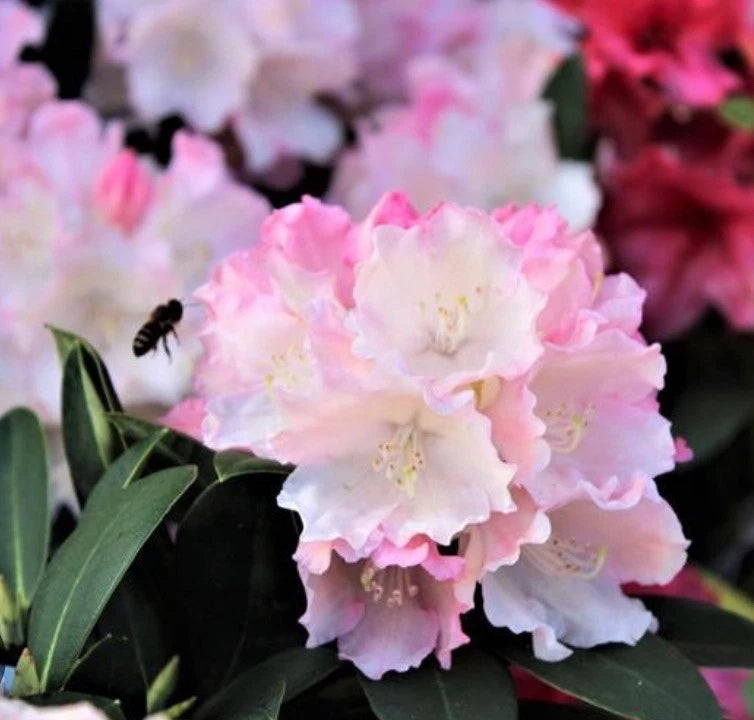 Rhododendron Dreamland 1.5 ltr Pot