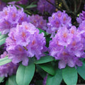 Rhododendron cat Graniflorum in 1.5 ltr pot