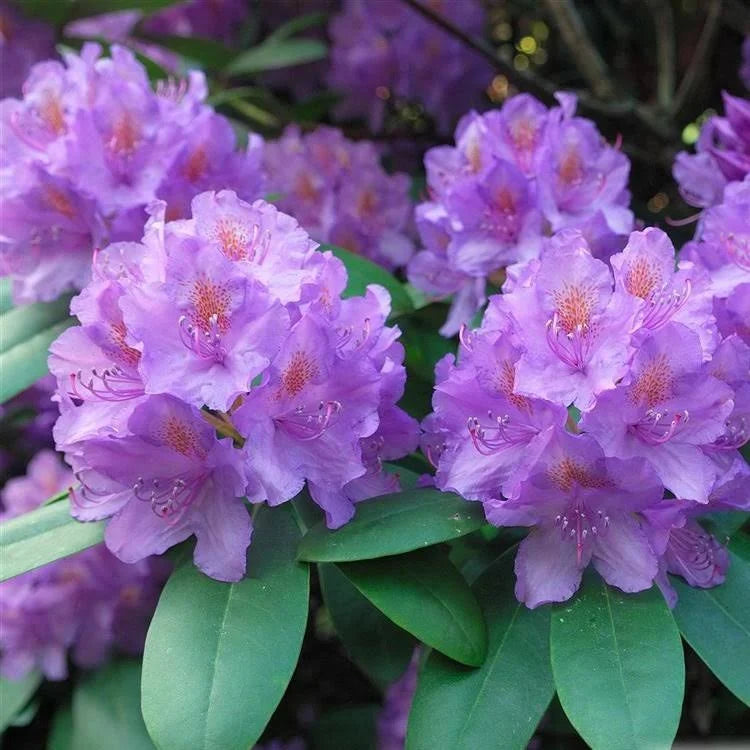 Rhododendron cat Graniflorum in 1.5 ltr pot