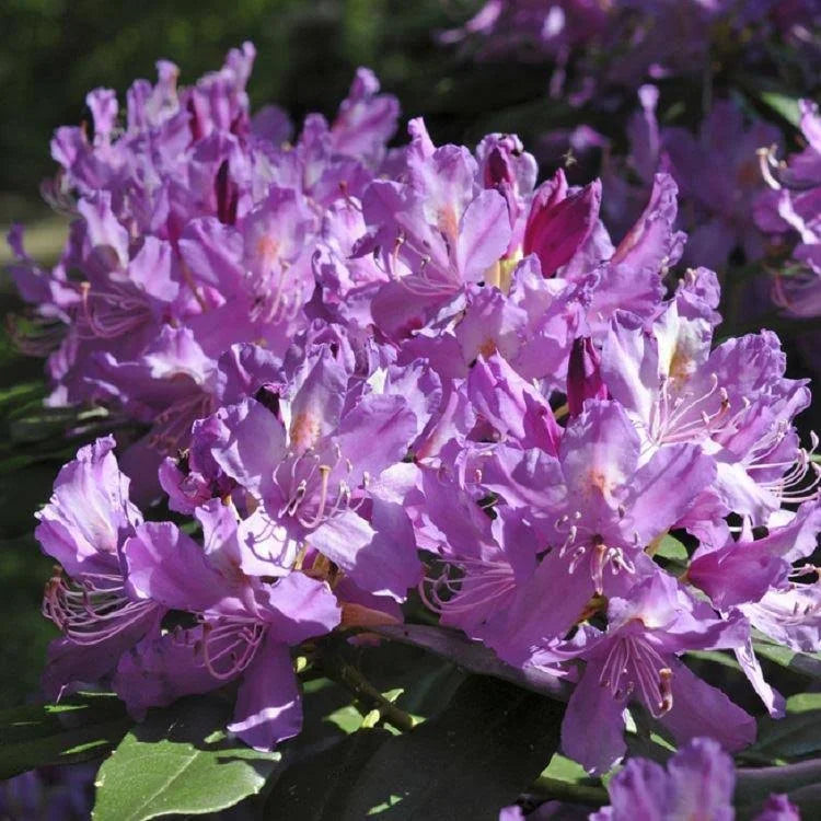 Rhododendron Ponticum 1.5 ltr Pot